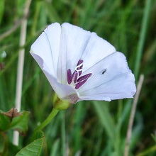 Bindweed - Field