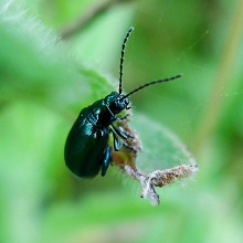 Beetle - Flea - Altica Lythri