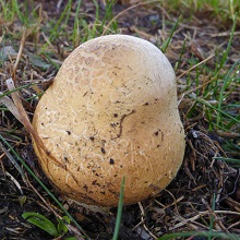 Brittlegill - Floury
