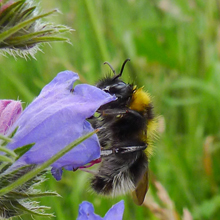 Garden Bumblebee