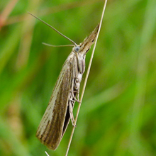 Moth - Veneer - Garden Grass