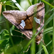 Gold Spangle Moth