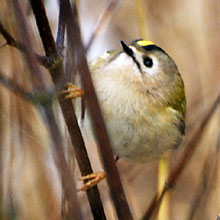 Goldcrest