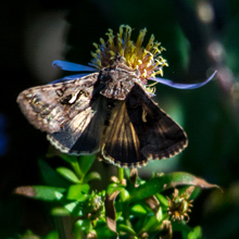Moth - Golden Plusia