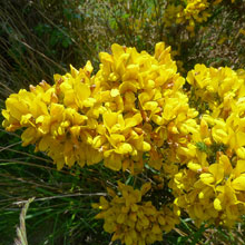 Gorse