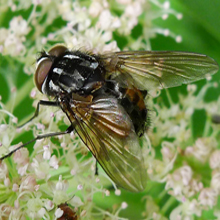 Fly - Graphomya Maculata