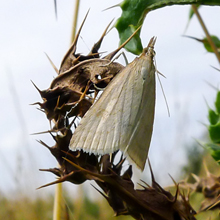 Moth - Grass - Agriphila Straminella