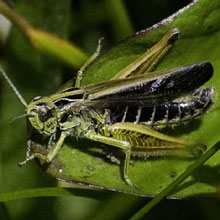 Grasshopper - Common Field