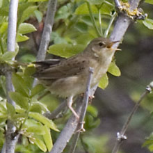 Warbler - Grasshopper