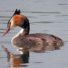 Grebe - Great Crested
