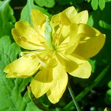 Greater Celandine