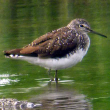 Sandpiper - Green