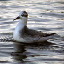 Phalarope - Grey