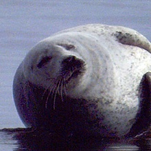 Seal - Grey