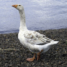 Goose - Greylag/Embden Hybrid
