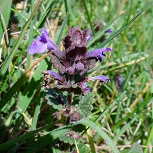 Ground Ivy