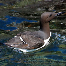 Guillemot - Common