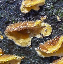 Crust - Hairy Curtain