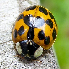 Beetle - Ladybird - Harlequin - Succinea