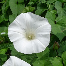 Bindweed - Hedge