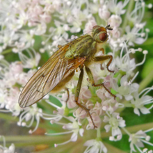 Fly - Helina Impuncta