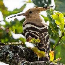 Eurasian Hoopoe