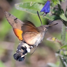 Moth - Hawk - Hummingbird