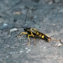 Wasp - Ichneumon sarcitorius.