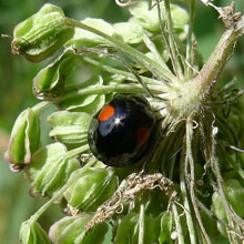 Beetle - Ladybird - Kidney Spot