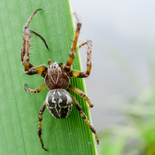 Spider - Larinioides Cotnutus
