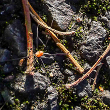 Harvestman