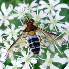 Hoverfly - Leucozona Glaucia