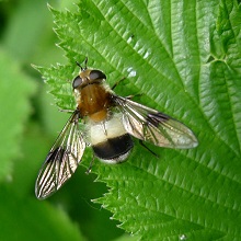 Hoverfly - Leucozona Lucorum