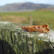 Caddisfly - Limnephilus lunatus