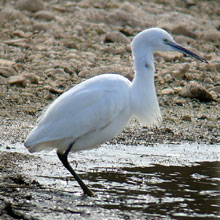 Egret - Little