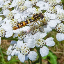 Hoverfly - Long