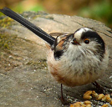 Tit - Long Tailed