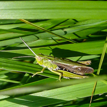 Grasshopper - Meadow