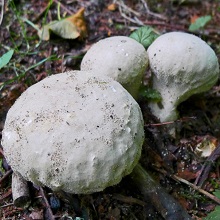 Meadow Puffball