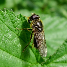 Hoverfly - Melanogaster Hirtella