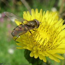 Hoverfly - Migrant