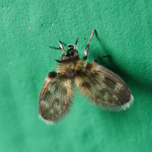 Fly - Moth Fly