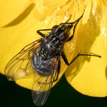 Fly - Muscina Prolapsa