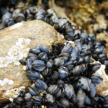 Mollusc - Mussel - Sea Water