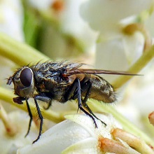 Fly-Cluster-Narrow-cheeked