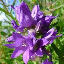 Bellflower - Nettle Leaved