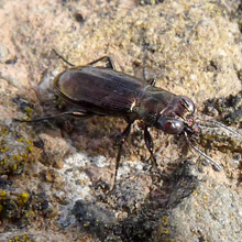 Beetle - Notiophilus Biguttatus