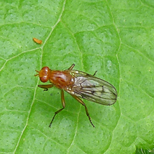 Fly - Opomyza Florum