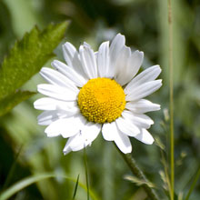 Daisy - Oxeye