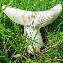 Milkcap - Pale